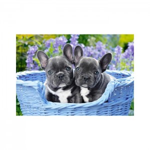 Castorland 1000 Parça Puzzle French Bulldog Puppies