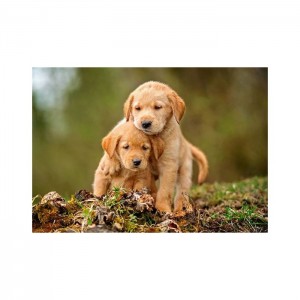 Castorland 500 Parça Puzzle Puppy Love
