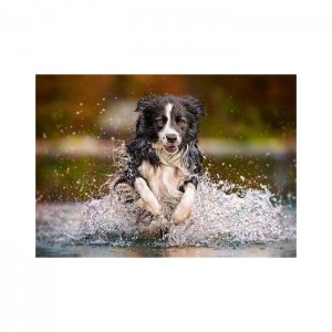 Castorland 500 Parça Puzzle Taste of Freedom