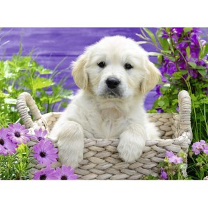 Ravensburger 500 Parça Sweet Golden Retriever Puzzle